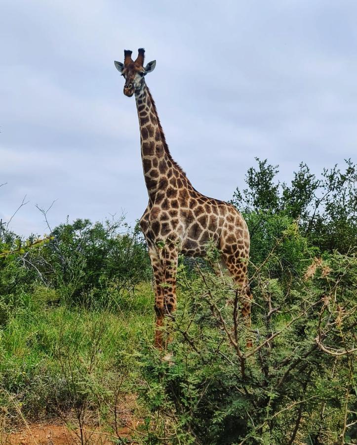 Leopard'S Lair Bush Lodge โฮดสปรูท ภายนอก รูปภาพ