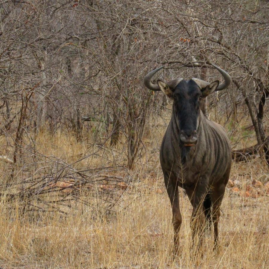 Leopard'S Lair Bush Lodge โฮดสปรูท ภายนอก รูปภาพ